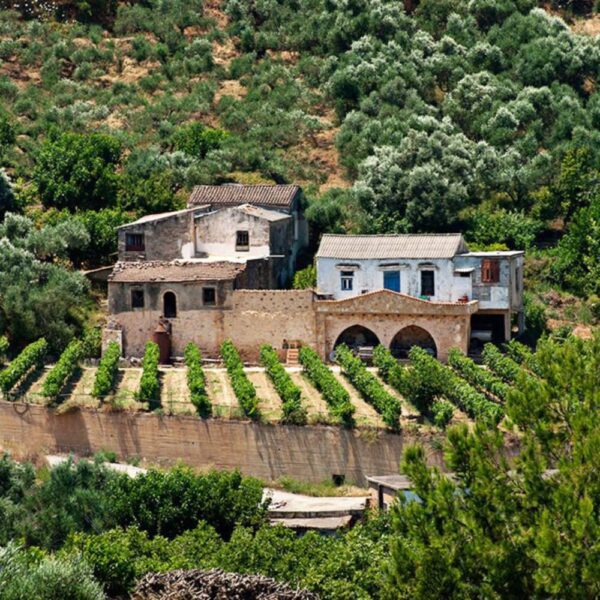 olive and wine tour chappy chania tranfers1